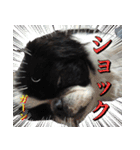 狆の日常（個別スタンプ：21）