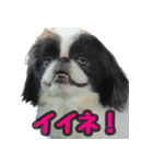 狆の日常（個別スタンプ：24）