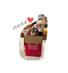 小宮山スタンプ3（個別スタンプ：15）