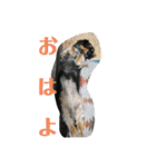 おとぼけカノンちゃん（個別スタンプ：2）