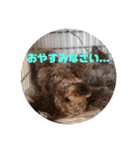 ショコラスタンプ！！（個別スタンプ：2）