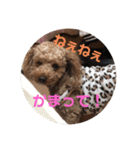 ショコラスタンプ！！（個別スタンプ：5）