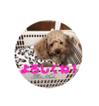 ショコラスタンプ！！（個別スタンプ：13）