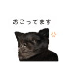 ぽっちゃん＆ベアちゃん（個別スタンプ：7）
