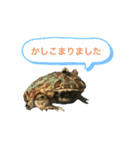 うちのカエルさん（個別スタンプ：4）