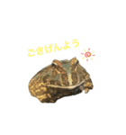 うちのカエルさん（個別スタンプ：5）