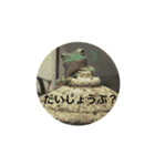 うちのカエルさん（個別スタンプ：23）