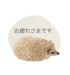 ハリネズミのしめじちゃん（個別スタンプ：1）