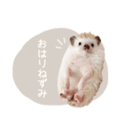 ハリネズミのしめじちゃん（個別スタンプ：3）