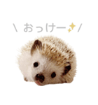 ハリネズミのしめじちゃん（個別スタンプ：4）