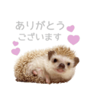 ハリネズミのしめじちゃん（個別スタンプ：5）