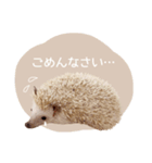 ハリネズミのしめじちゃん（個別スタンプ：6）