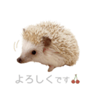 ハリネズミのしめじちゃん（個別スタンプ：7）