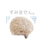 ハリネズミのしめじちゃん（個別スタンプ：10）