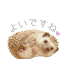ハリネズミのしめじちゃん（個別スタンプ：13）