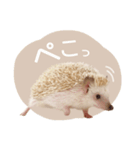 ハリネズミのしめじちゃん（個別スタンプ：14）
