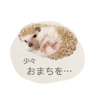 ハリネズミのしめじちゃん（個別スタンプ：16）