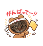 ふんコロチャ2（個別スタンプ：1）
