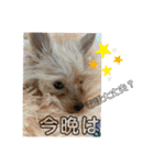 ゴールドヨーキー♡（個別スタンプ：3）