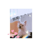 ゴールドヨーキー♡（個別スタンプ：6）