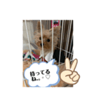 ゴールドヨーキー♡（個別スタンプ：7）