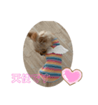ゴールドヨーキー♡（個別スタンプ：8）