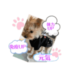 ゴールドヨーキー♡（個別スタンプ：9）