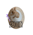 ゴールドヨーキー♡（個別スタンプ：10）