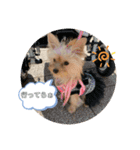 ゴールドヨーキー♡（個別スタンプ：11）
