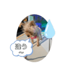 ゴールドヨーキー♡（個別スタンプ：14）