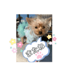 ゴールドヨーキー♡（個別スタンプ：15）