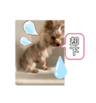 ゴールドヨーキー♡（個別スタンプ：16）
