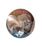 ミーちゃんスタンプ2（個別スタンプ：15）