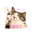 cat@.stamp（個別スタンプ：1）