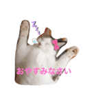 cat@.stamp（個別スタンプ：2）