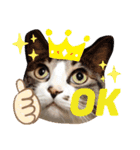 cat@.stamp（個別スタンプ：3）
