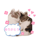 cat@.stamp（個別スタンプ：4）