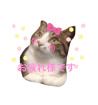 cat@.stamp（個別スタンプ：5）