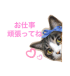 cat@.stamp（個別スタンプ：6）