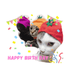 cat@.stamp（個別スタンプ：8）