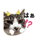 cat@.stamp（個別スタンプ：9）