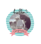 cat@.stamp（個別スタンプ：10）