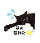 cat@.stamp（個別スタンプ：11）