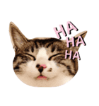 cat@.stamp（個別スタンプ：12）