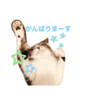 cat@.stamp（個別スタンプ：13）