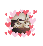 cat@.stamp（個別スタンプ：14）