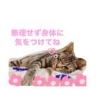 cat@.stamp（個別スタンプ：15）