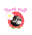 cat@.stamp（個別スタンプ：16）