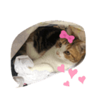 レモンだにょ！（個別スタンプ：8）