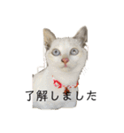 ミルクココアバニラ乗せ（個別スタンプ：11）